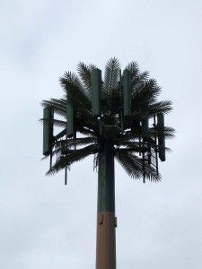 Nisemono_Royal_Palm